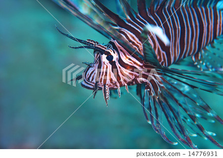 Hanamidokashigo 14776931