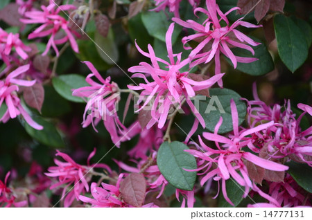 Safflower Tokiwamansaku 14777131