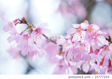 Okamezakura 14777264