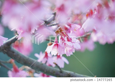 Okamezakura 14777265