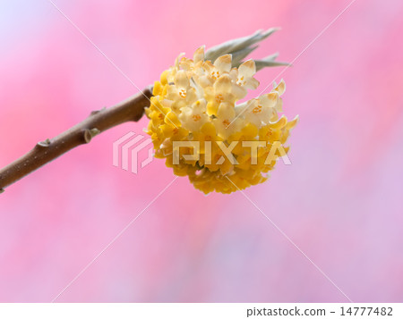 春天花背景Mitsumata 春天花背景Mitsumata 14777482