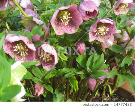 Christmas rose 14777488