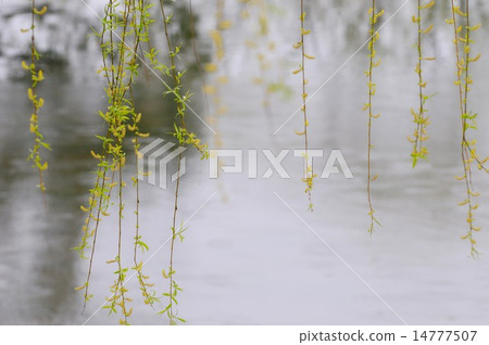 Flower of shadow willow 14777507