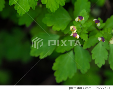 Cute little eastball grass 14777524