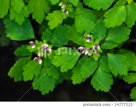 Cute little eastball grass 14777525