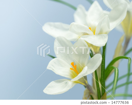 White crocus in early bloom 14777636