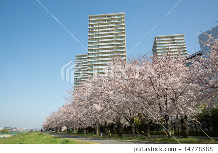 櫻花和高層公寓 14778388