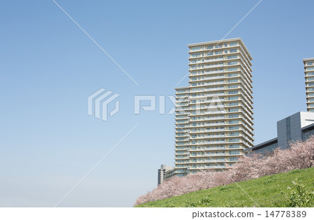 塔公寓和一排櫻花 14778389
