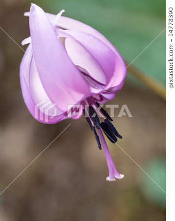 紅色紫色katakuri 14778390