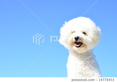 Refreshing blue sky ♪ 14778453