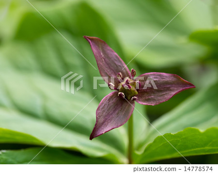 Yamano Grass Enricola 14778574