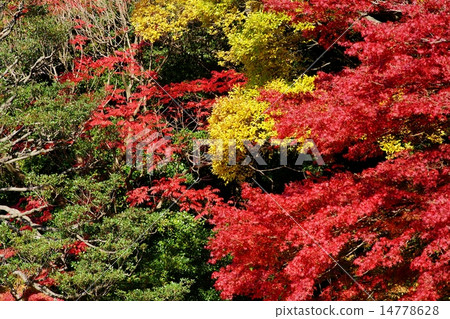 colored trees 14778628
