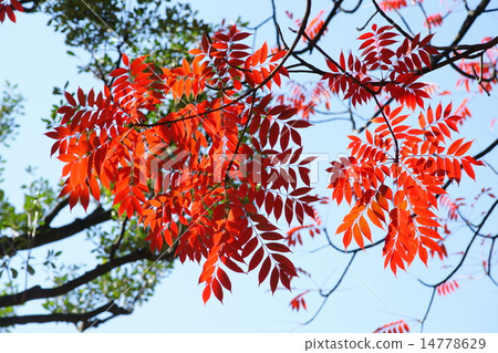 Autumn leaves of Hazenoki 14778629
