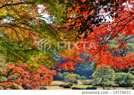 Autumn Garden 14778631