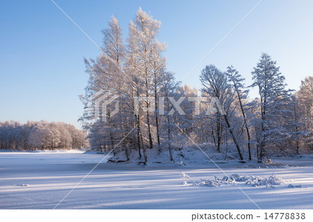 Frozen trees in winter park 14778838