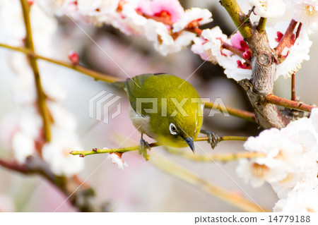 Mejiro on white plum 14779188
