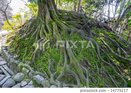 粗魯的根源 粗魯的根源 14779217