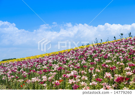 Sunny day in fine weather 14779260