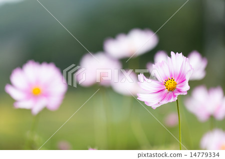 Cosmos Picoty（白色） 14779334