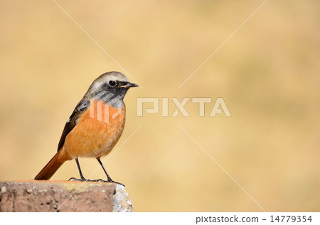 Cute Redstart♪ Cute Redstart♪ 14779354