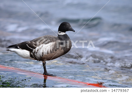 Bokugan on the slope of the ship ♪ 14779367