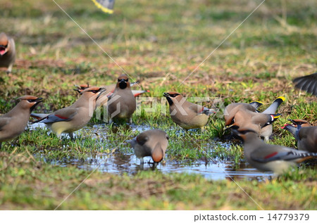 我好緊張♪ 我好緊張♪ 14779379