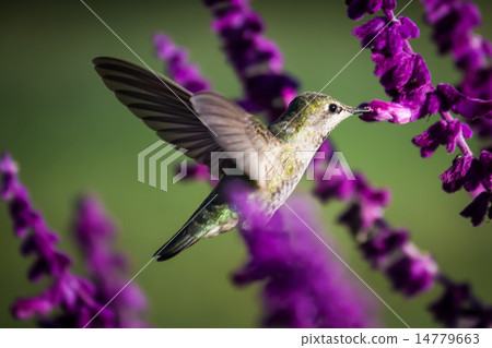 Hummingbird 14779663