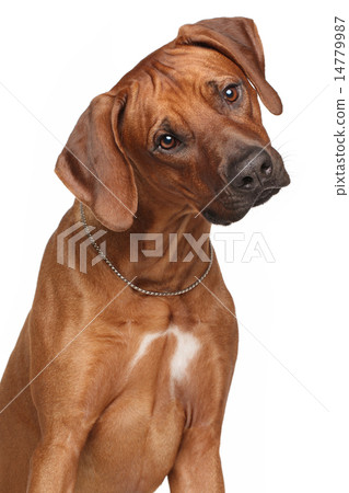 Rhodesian Ridgeback dog 14779987