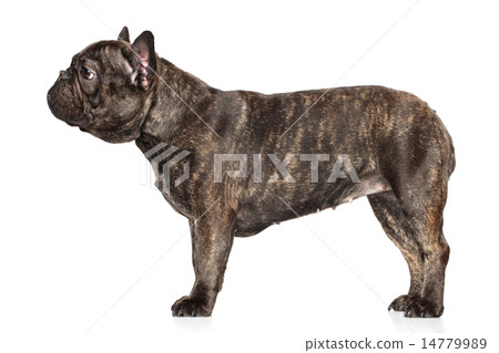 French bulldog on a white background 14779989