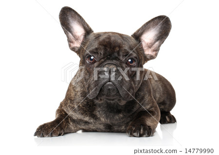 French bulldog on a white background 14779990