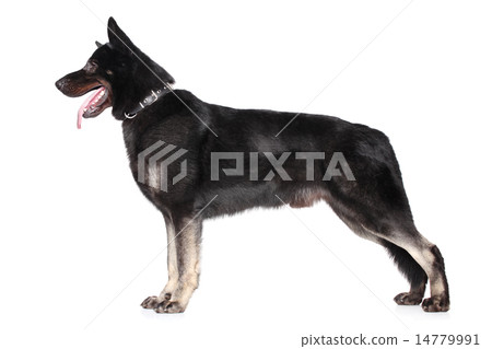 East European shepherd in stand 14779991