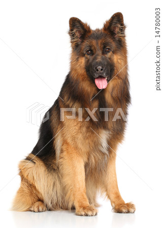 German shepherd dog sitting 14780003