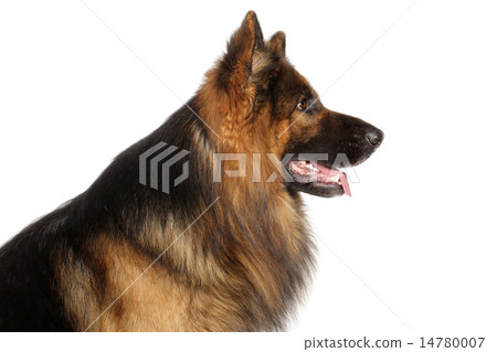 Profile of German shepherd dog 14780007