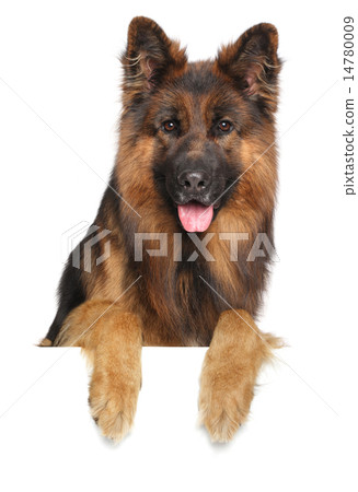 German shepherd dog on a white background 14780009