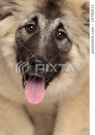 Caucasian Shepherd puppy 14780013