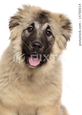 Close-up of Caucasian Shepherd puppy 14780014