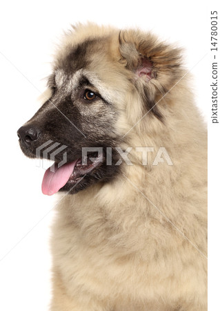 Caucasian shepherd. Close-up portrait 14780015