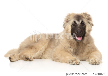 Caucasian Shepherd puppy lying down 14780023