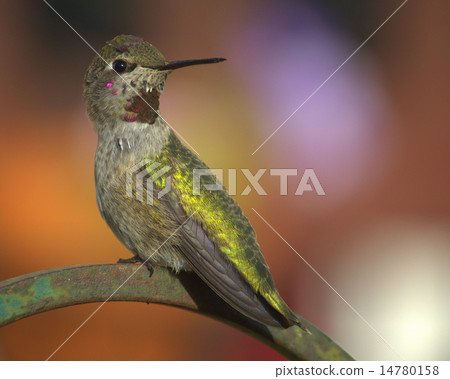 Anna's Hummingbird Anna's Hummingbird 14780158