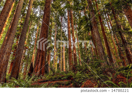 Redwood Forest Redwood Forest 14780221