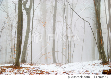 Winter forest Winter forest 14780437