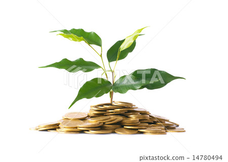 Green plant growing from the coins Green plant growing from the coins 14780494