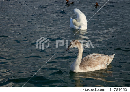 swan 14781060