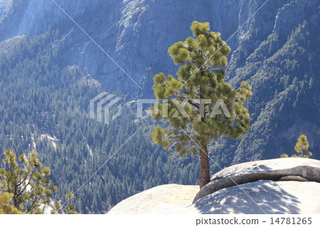 Yosemite Fall Trail / Yosemite National Park Yosemite Fall Trail / Yosemite National Park 14781265