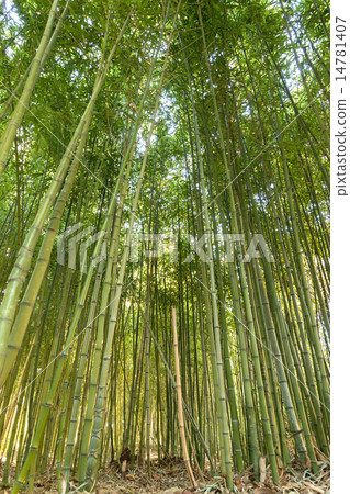 Bamboo forest Bamboo forest 14781407