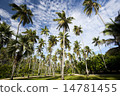 棕櫚樹 14781455