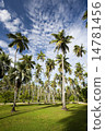 棕櫚樹 14781456