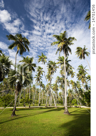 棕櫚樹 14781456