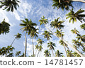 棕櫚樹 14781457