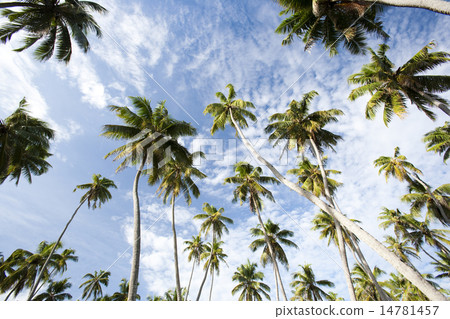 棕櫚樹 14781457